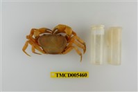 藏品(扁足澤蟹)的圖片